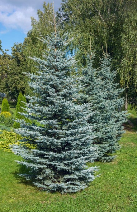 Blågran (Picea pungens)